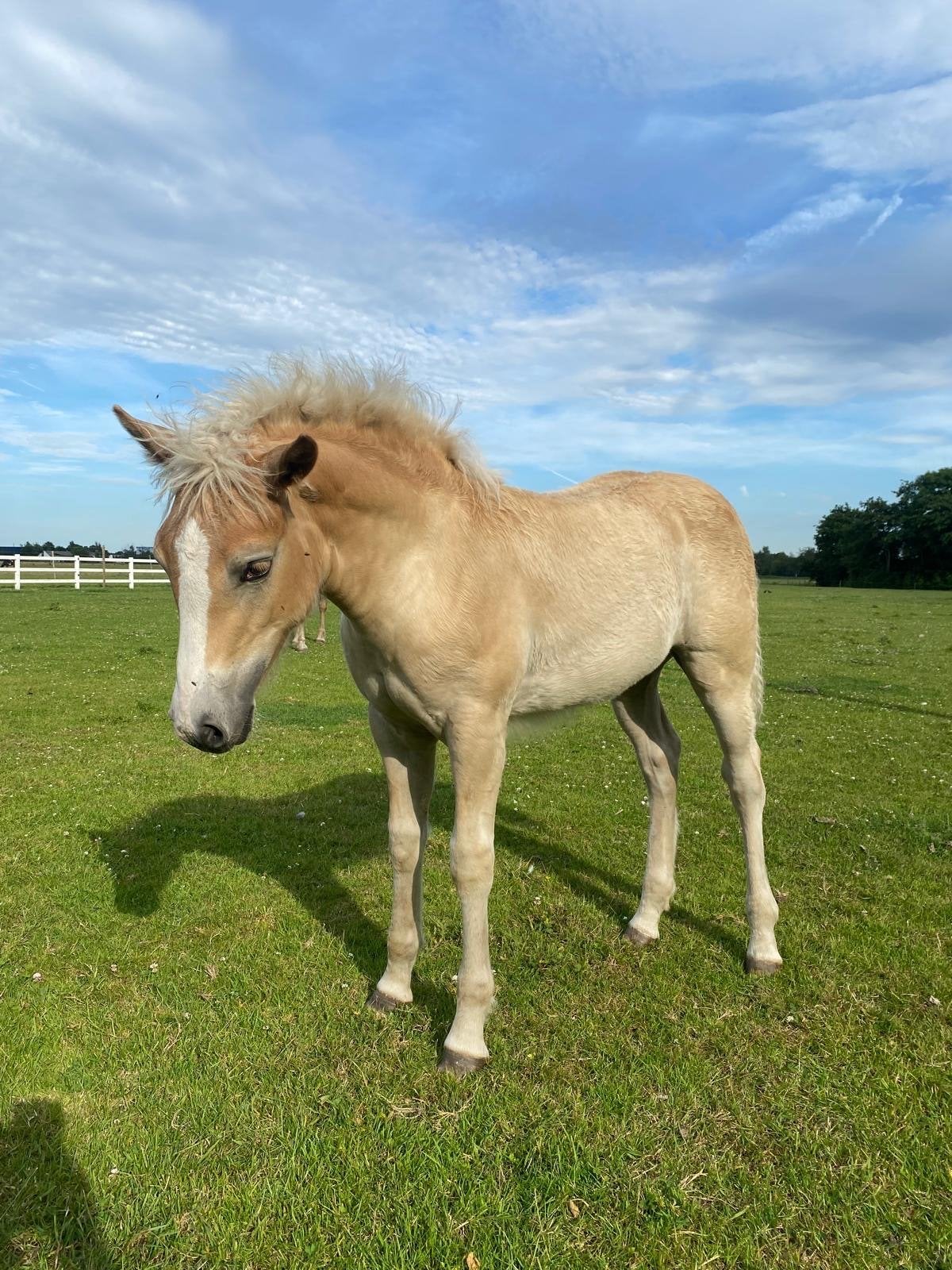 Haflinger merrie veulen, Dieren en Toebehoren, Pony's, Met stamboom, Dressuurpony, 0 tot 2 jaar, Onbeleerd