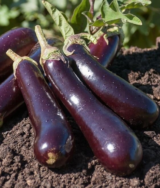 aubergine planten, Tuin en Terras, Planten | Tuinplanten, Ophalen, Eenjarig, Overige soorten, Volle zon