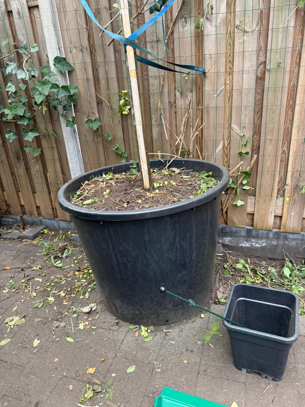 Super grote (boom) pot, Ophalen, Bloeit niet, Volle zon, Overige soorten