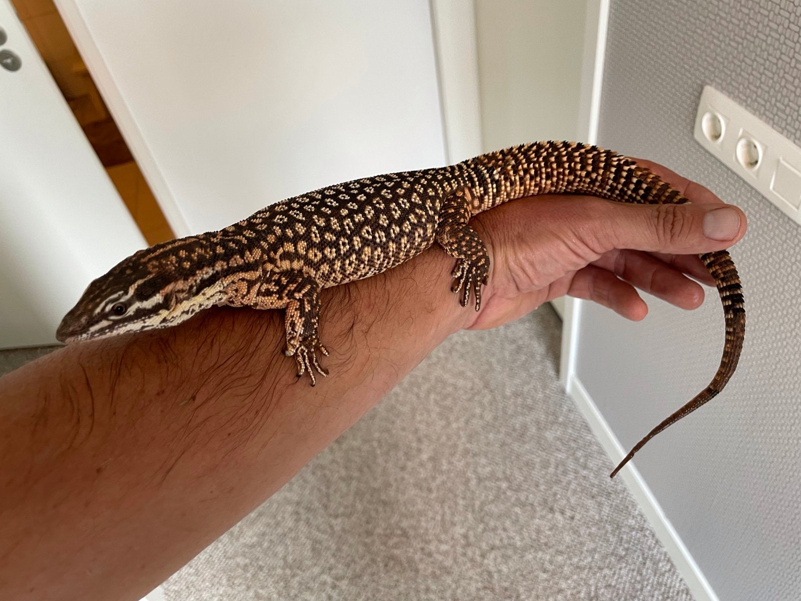 Prachtig kweekkoppel varanus acanthurus, Hagedis, Tam, 3 tot 6 jaar