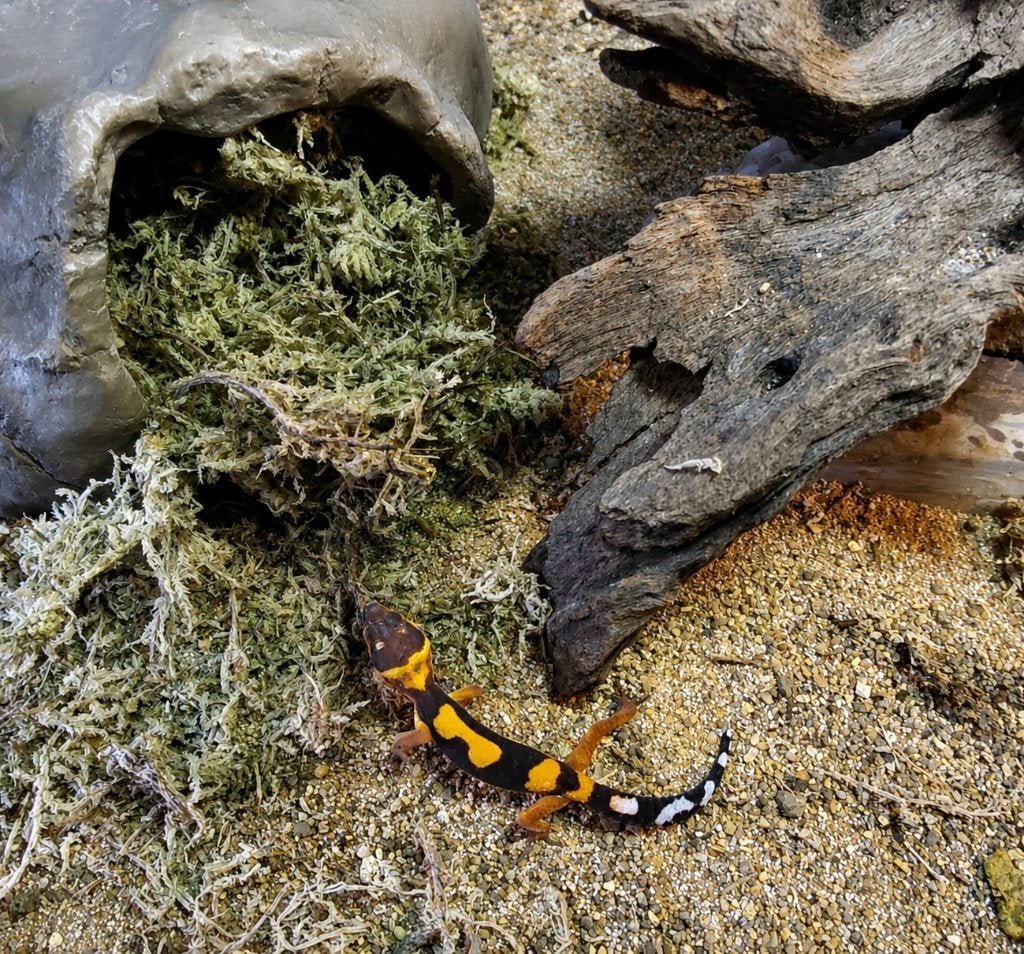 Prachtige Luipaardgekko's (Eublepharis macularius) Leopard Gecko - unknown for sale from Aquadeco
