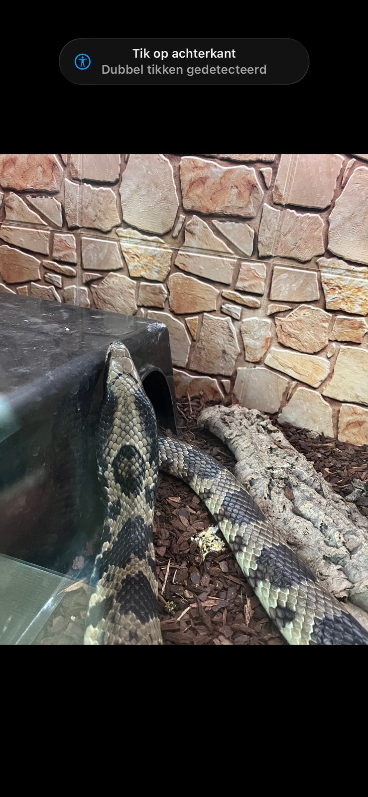 Hydrodynastes gigas 1.1 koppel, Slang, 3 tot 6 jaar