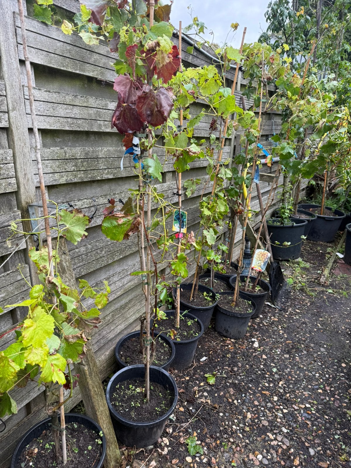 Druiven planten kleur blauw muskaat hebben al druiven gegeve, Ophalen, Volle zon, Vaste plant, Klimplanten