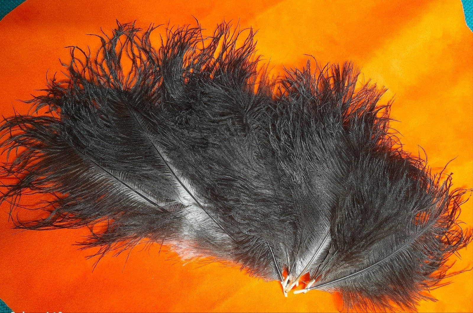 Prachtige veren van Struisvogel, Ophalen of Verzenden, Zo goed als nieuw, Vogel, Overige typen