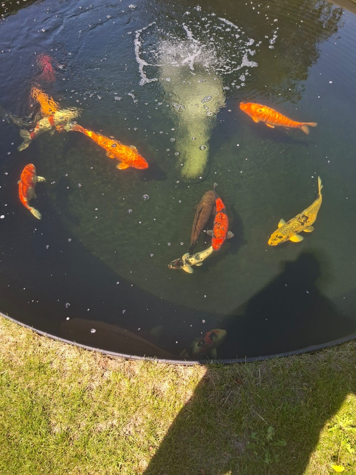 Schitterende, gezonde koi karpers!, Dieren en Toebehoren, Karper of Koi