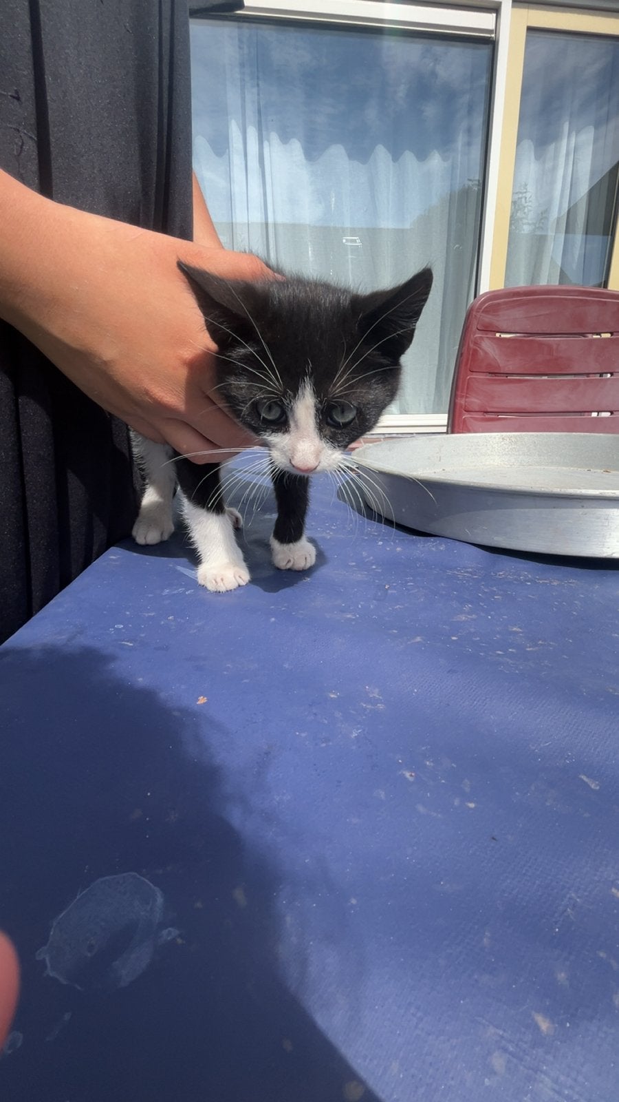 Kitten gratis, Dieren en Toebehoren, Kater, Kortharig, 0 tot 2 jaar