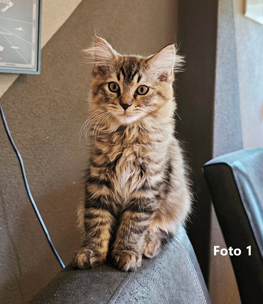 Ragdoll kittens, 2 katertjes , 2x Black Tabby 12 weken, Dieren en Toebehoren, Katten en Kittens | Raskatten | Langhaar, Kater