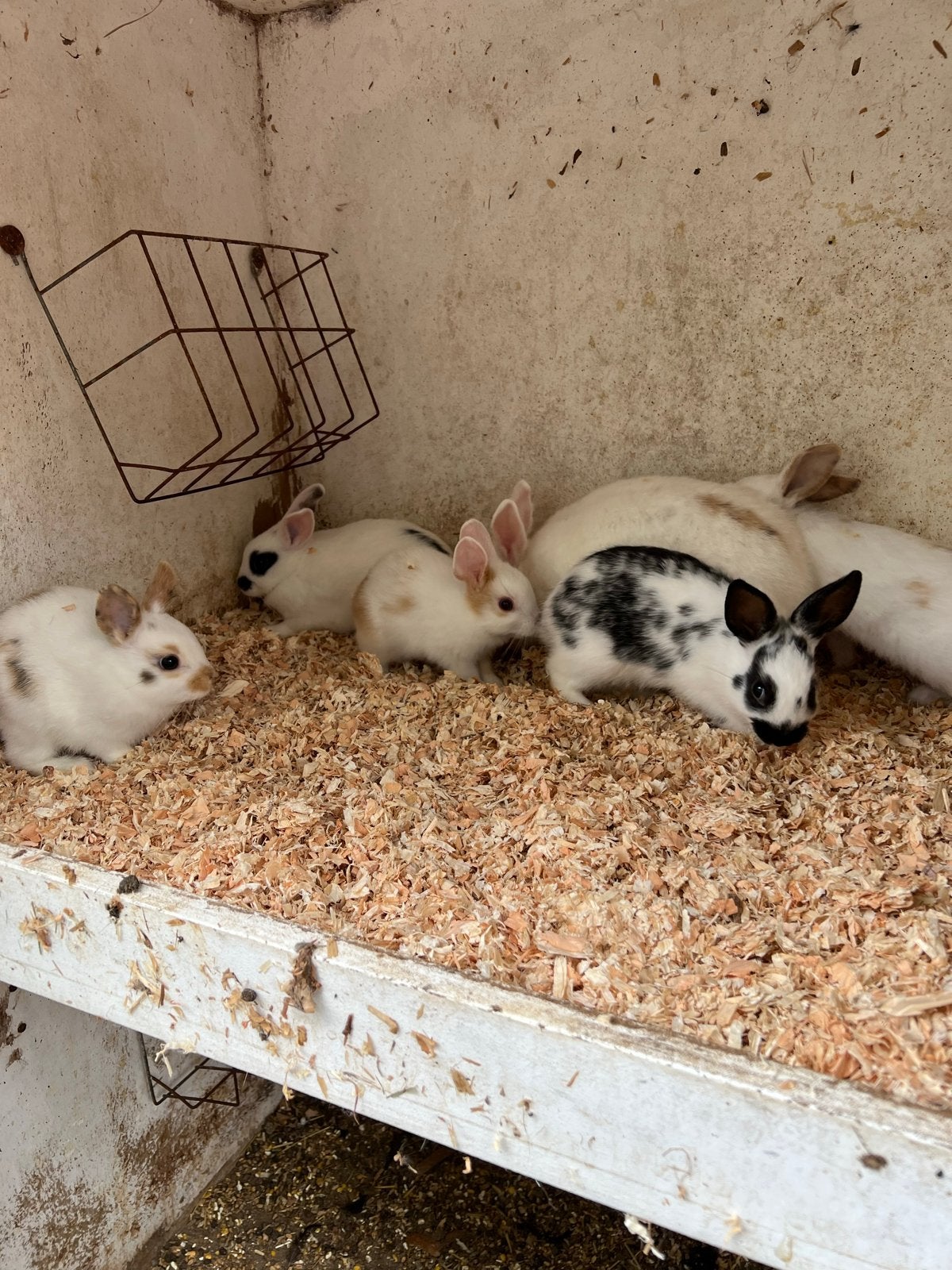 Nestje jonge konijntjes, Dieren en Toebehoren, Konijnen