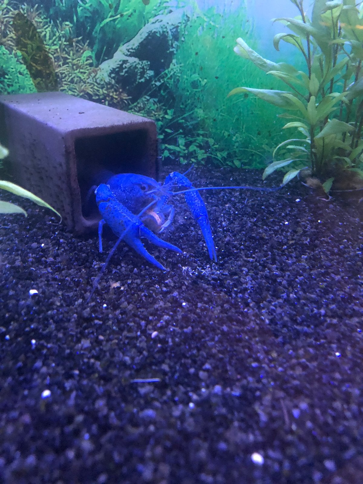 Mooie kreeft, Dieren en Toebehoren, Vissen | Aquariumvissen, Vis