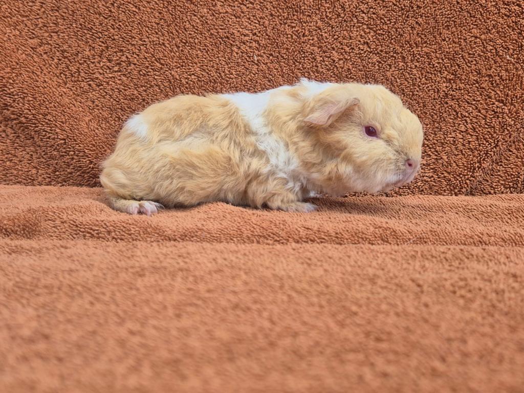 Tessel creme roodoog bont krullen krul stamboom saffraan, Dieren en Toebehoren, Cavia, April, Mannelijk, Tam