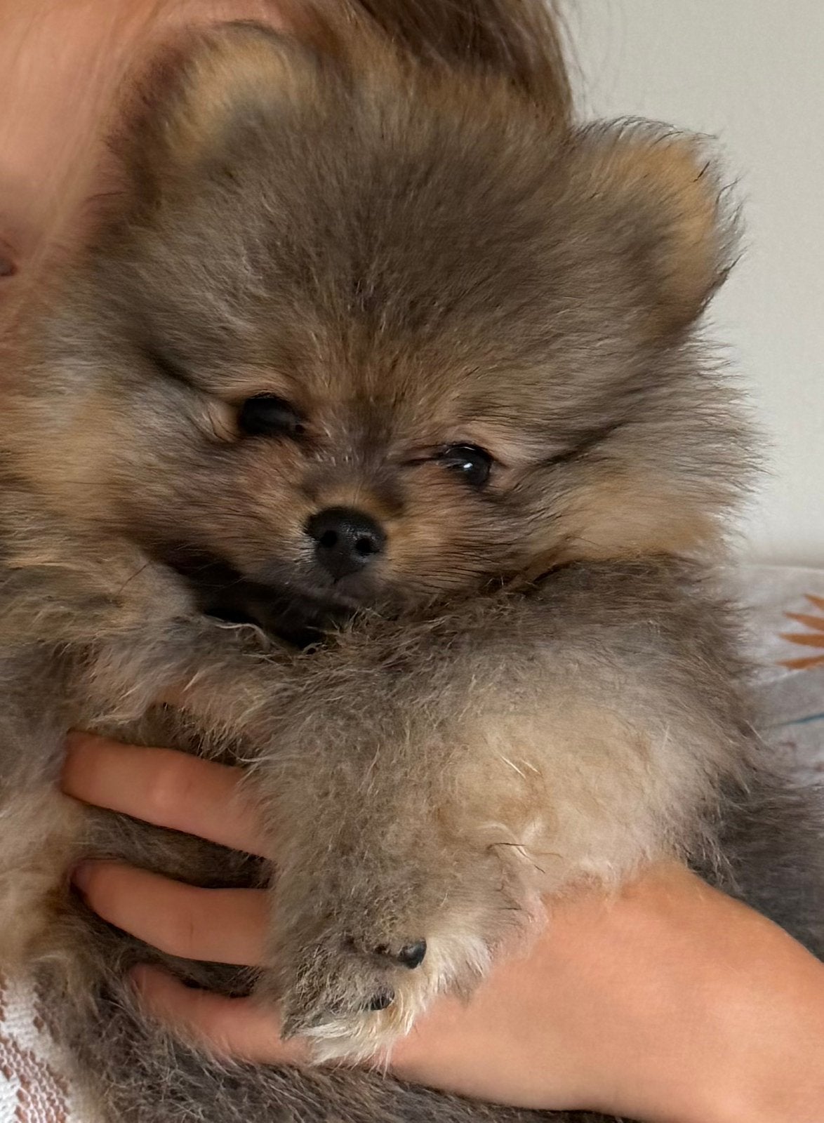 Pomeranian/Pomeriaan/dwergkees/Bearface/reutje, Parvo, Keeshond, Reu, 8 tot 15 weken