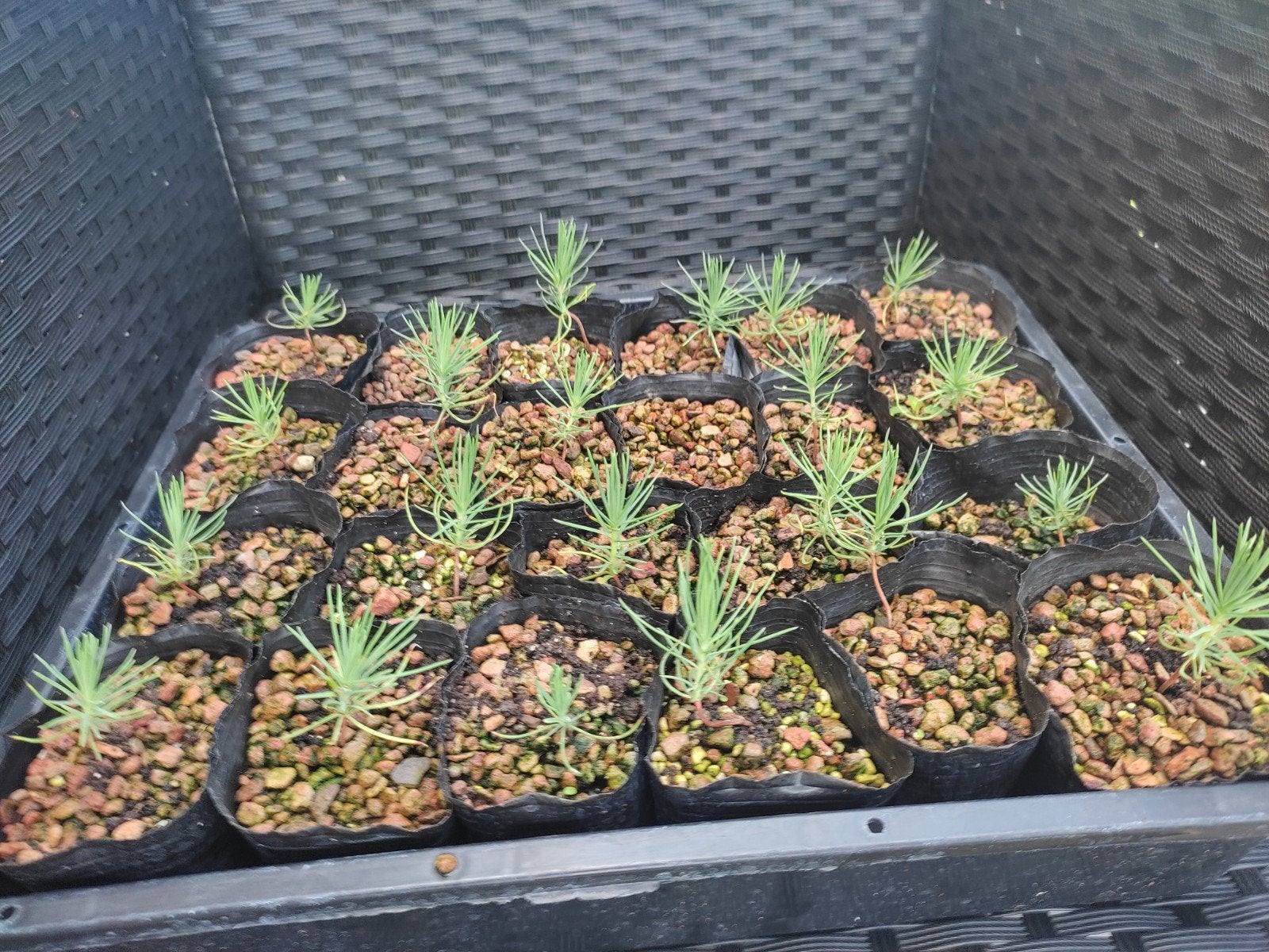 Pinus thunbergii zaailingen voor boom of bonsai 20 st, Ophalen of Verzenden, Vaste plant, Overige soorten, Volle zon