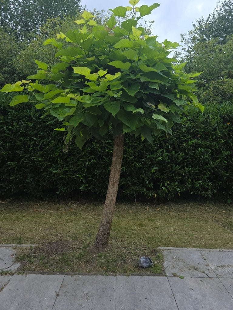 Gratis boom zelf ophalen en uitgraven, Ophalen of Verzenden, Volle zon, Overige soorten
