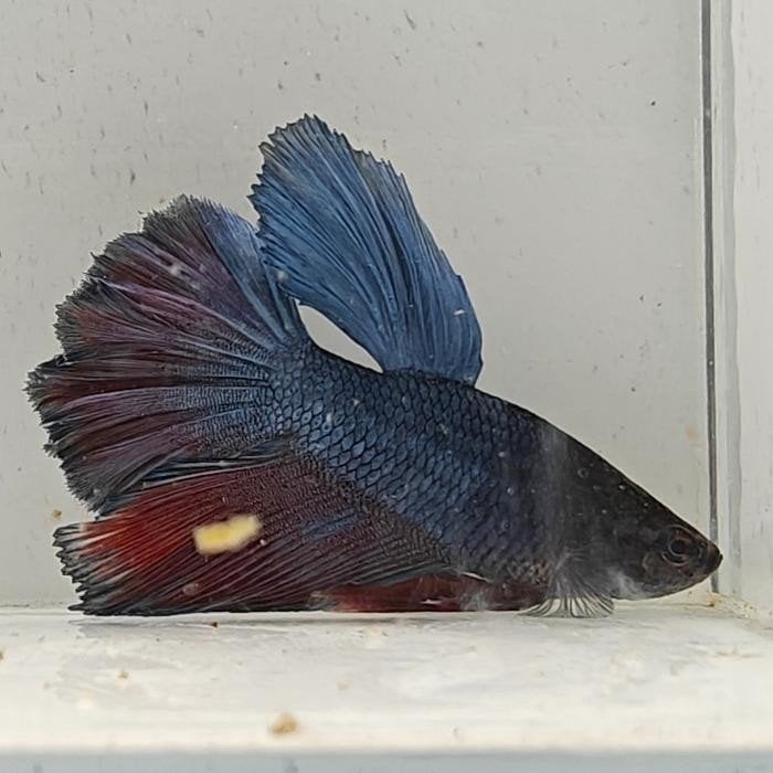 Betta splendens man 23, Vis