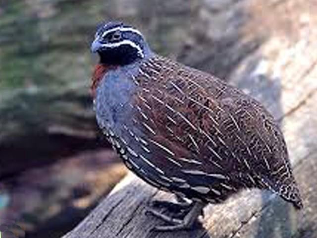 Gezocht parelkwartel, Dieren en Toebehoren, Pluimvee, Meerdere dieren, Kip