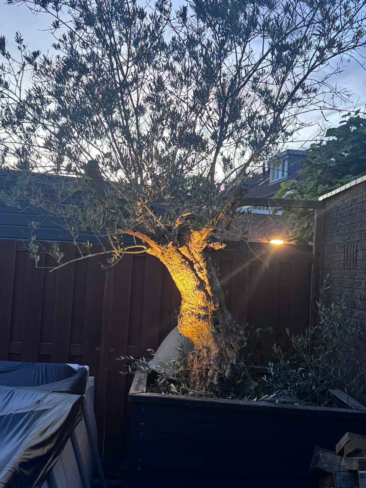 Grote Olijfboom, Overige soorten, Volle zon, Vaste plant, Ophalen of Verzenden