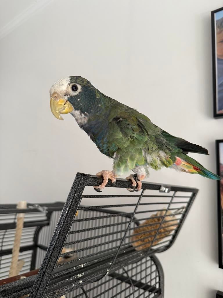 Papegaaien oppas gezocht! Pionus, Dieren en Toebehoren, Mannelijk, Parkiet
