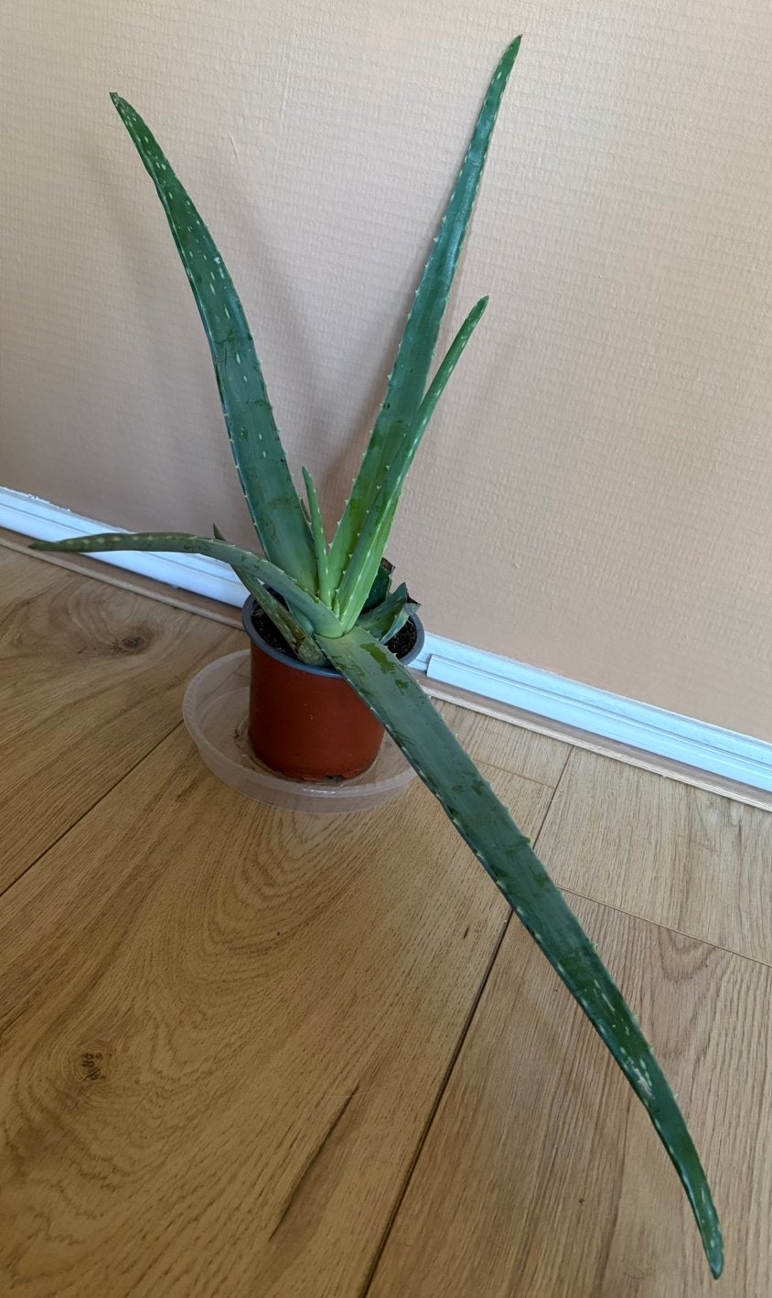 Grote Aloë Vera plant – mooi formaat!, Huis en Inrichting, Kamerplanten, Ophalen, Halfschaduw, Minder dan 100 cm