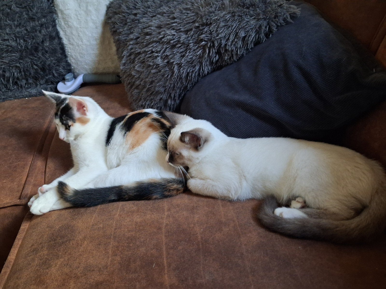 Siamees kruising point katertje., Dieren en Toebehoren, Kater, Kortharig, 0 tot 2 jaar