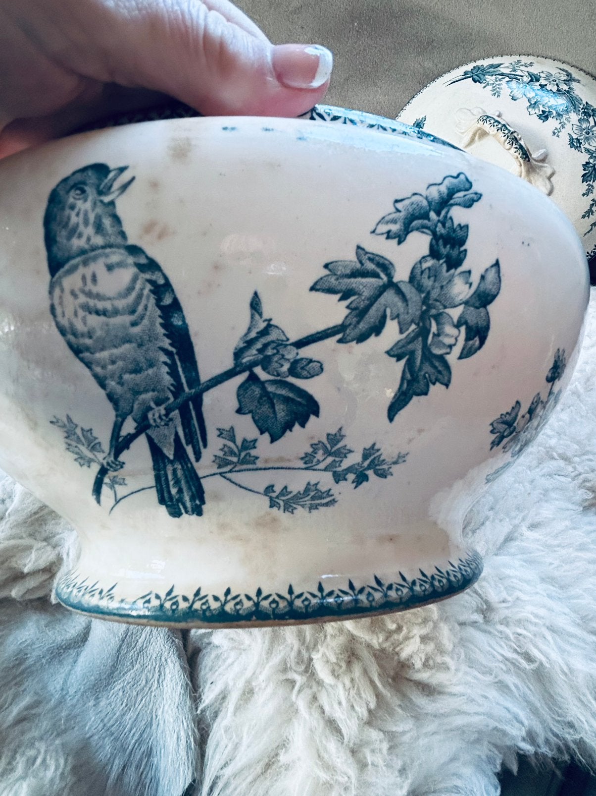 Longwy Mesange  shabby geleefde vogel terrine 1870, Ophalen