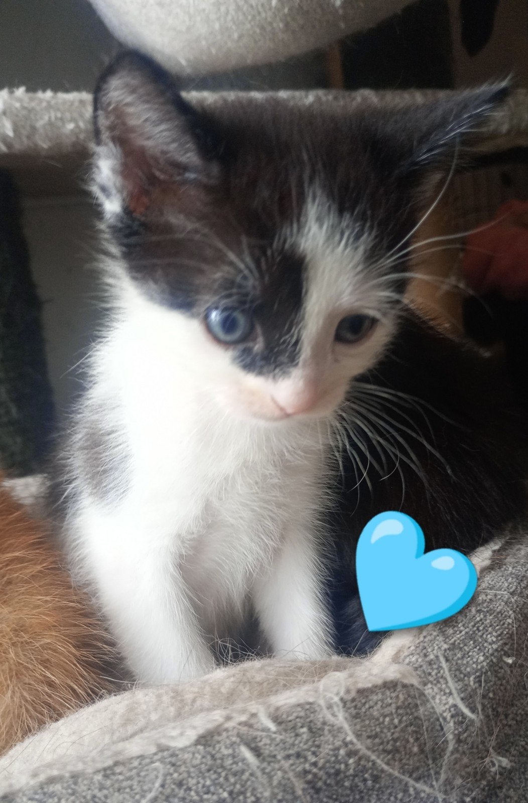 supper lieve aanhankelijke kittens, Meerdere dieren