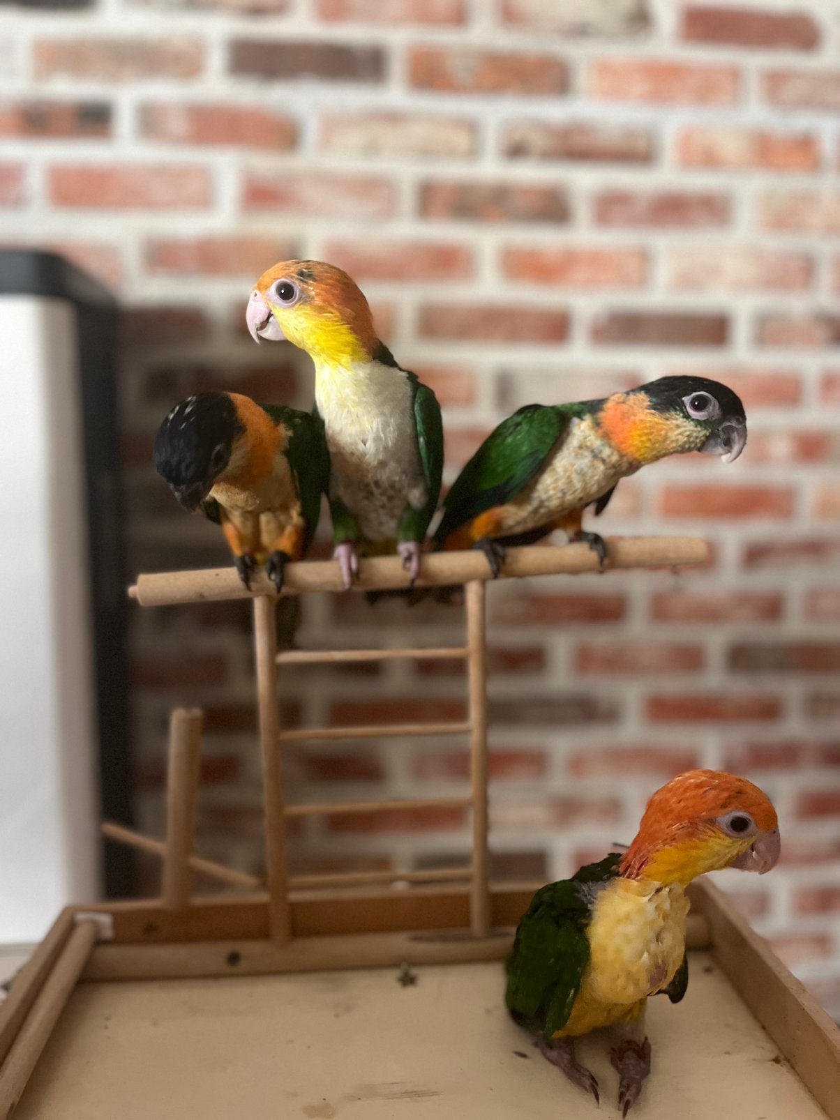 Super tamme caiques, Meerdere dieren, Papegaai, Pratend