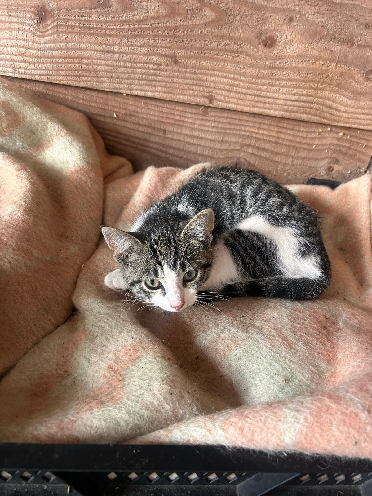 Jonge kittens te koop, Dieren en Toebehoren, Katten en Kittens | Overige Katten, Meerdere dieren