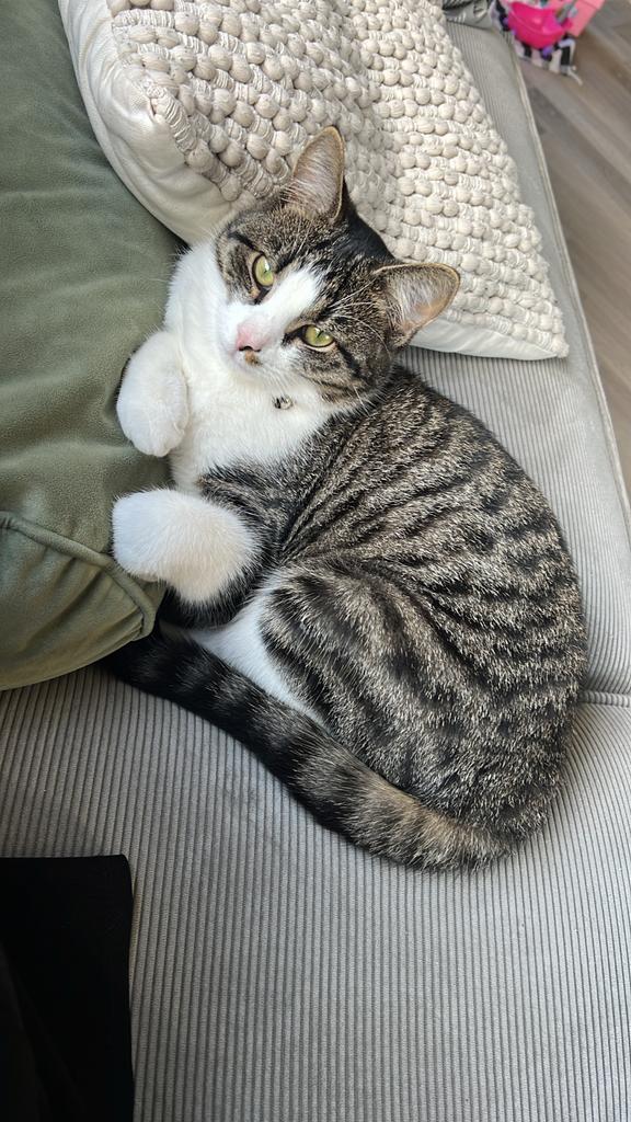 Vermist kater Mattie | Driebergen-Rijsenburg, Kat