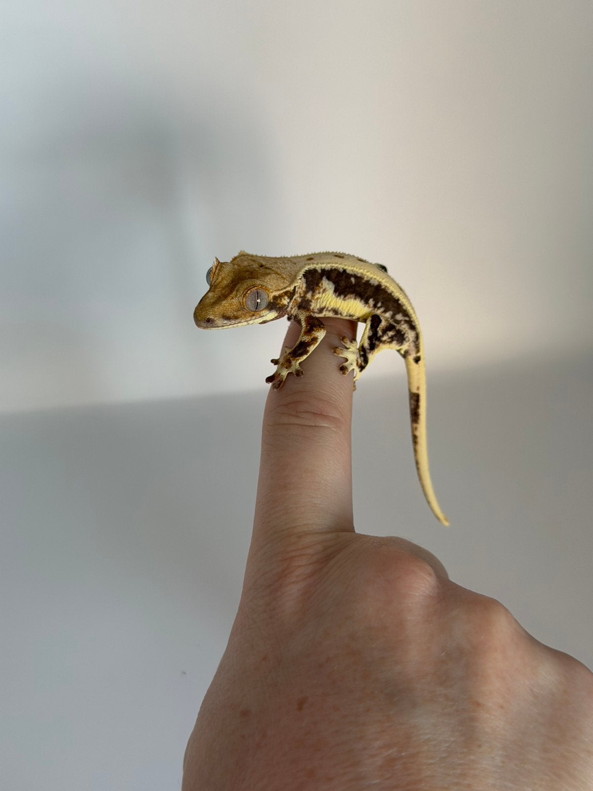 Correlophus ciliatus - Crested Gecko - Wimpergekko, Hagedis, 0 tot 2 jaar