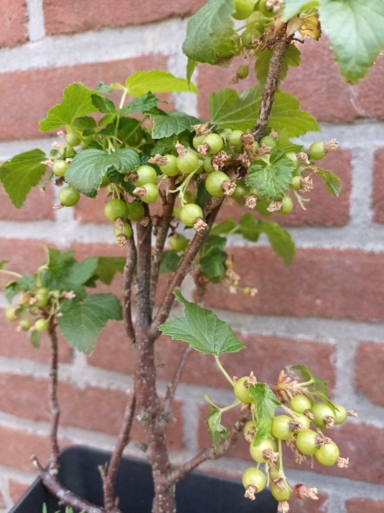 Zwarte bes struik, Ophalen, Volle zon, Vaste plant, Fruitplanten