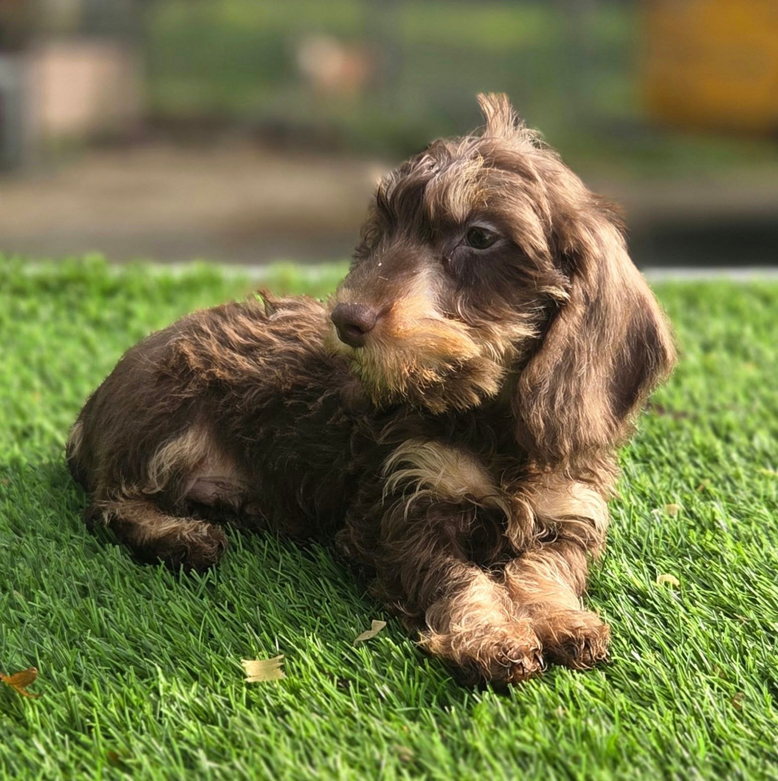 Te koop Ruwharige Dwergteckel pup (Tekkel), Nederland, Reu, 8 tot 15 weken, Dwerg