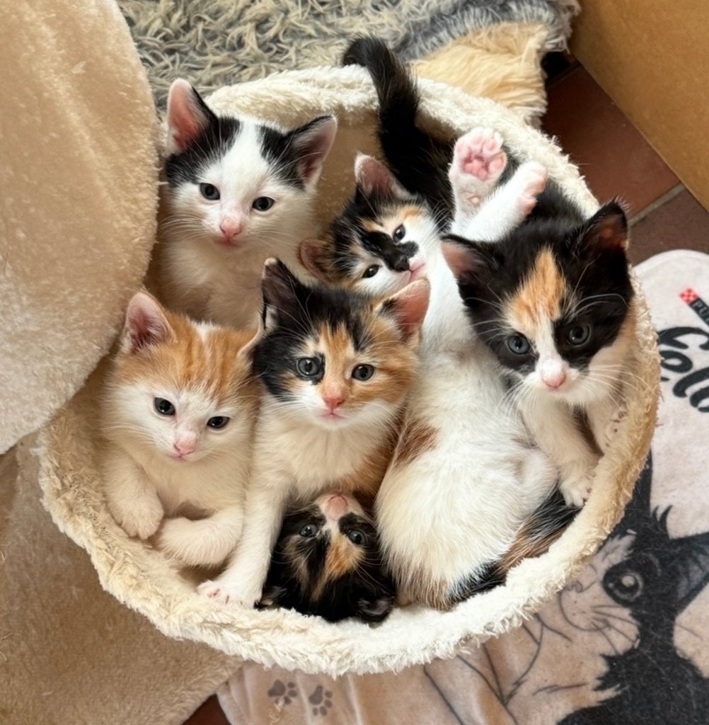 Nestje Van 7 Kittens Rood-Wit Lapjes Katers & Poesjes, Meerdere dieren, Kortharig, 0 tot 2 jaar