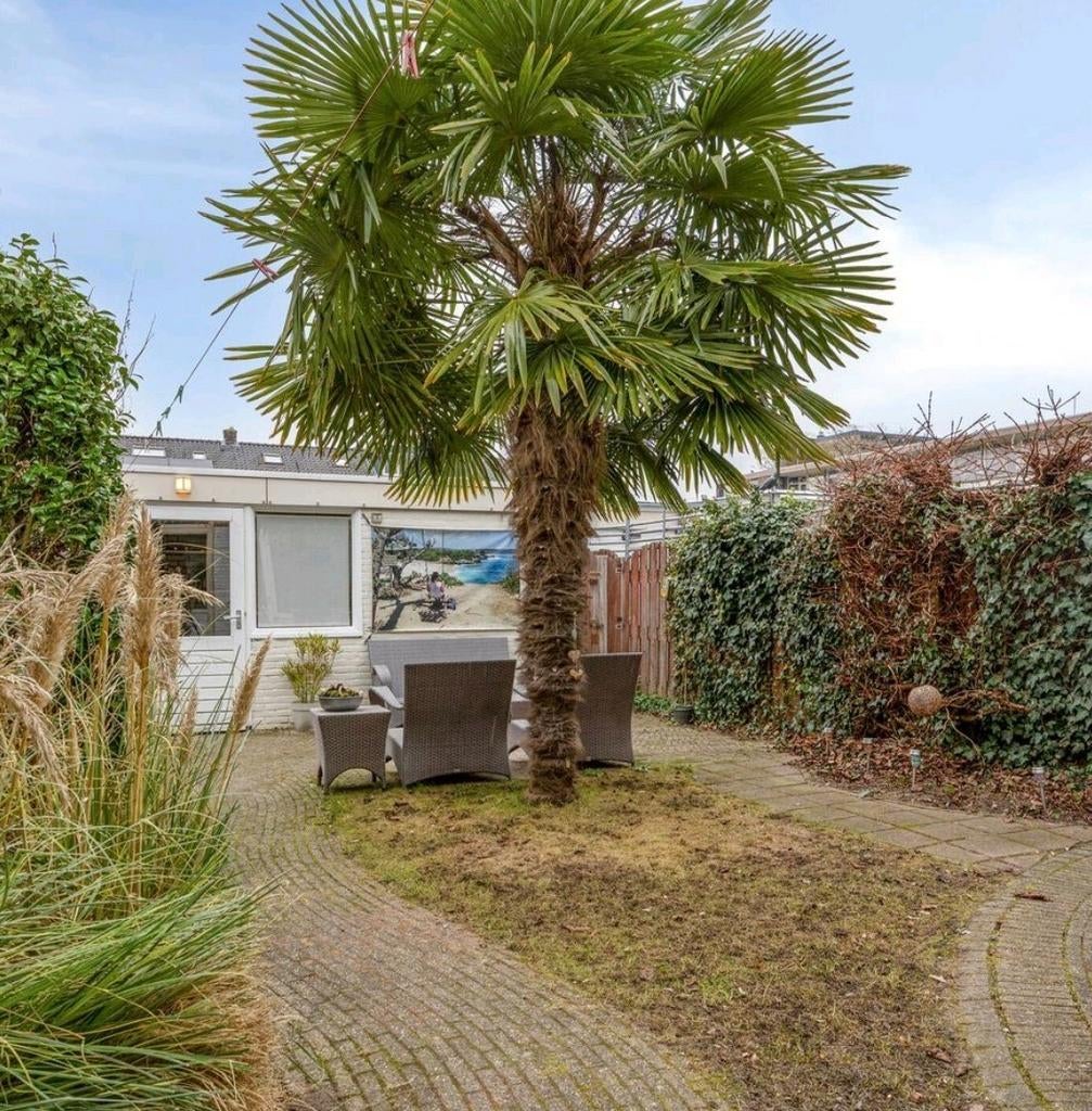 Prachtige grote palmboom, Bloeit niet, 250 tot 400 cm, Palmboom, Ophalen