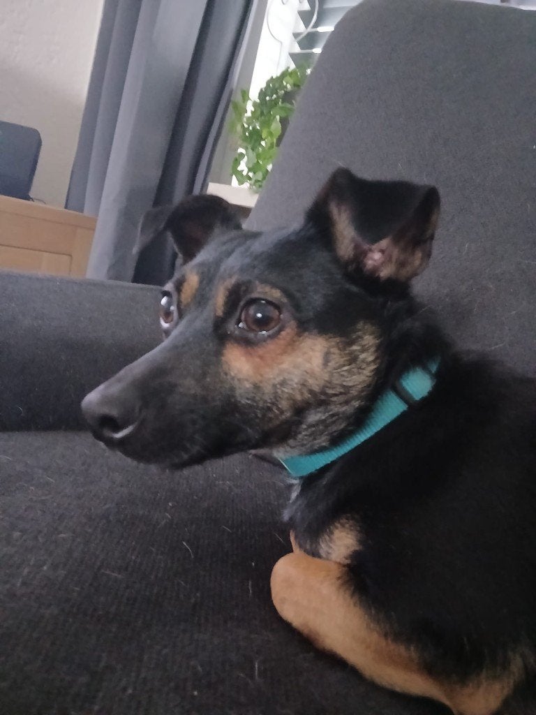 Lieve Jack Russel  reu Yoep zoekt een ervaren baasje, Jack Russell Terriër, Reu, 1 tot 2 jaar, Parvo