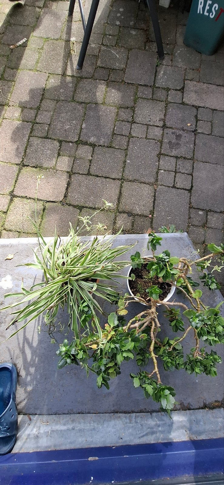 twee plantjes(GRATIS), Ophalen of Verzenden