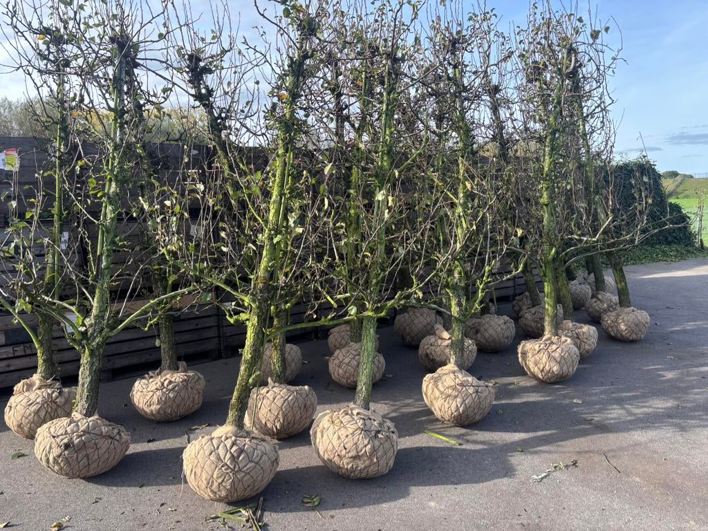 conference perenbomen 25 jaar oud LET OP! Nog maar 25 stuks, Tuin en Terras, Planten | Bomen, Ophalen, Volle zon, Overige soorten