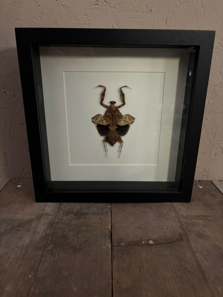 Mooie luxe lijst met een Bidsprinkhaan (Doodbladsprinkhaan), Verzamelen, Dierenverzamelingen, Ophalen of Verzenden, Zo goed als nieuw