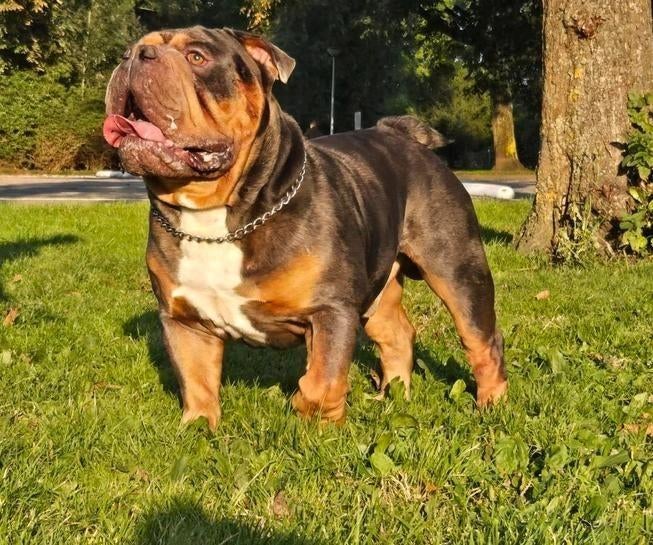 Old English Bulldog dekreu merle!, Parvo, Reu, Bulldog, Eén hond