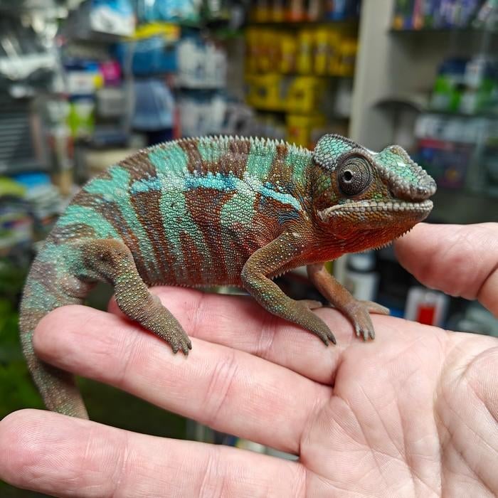 Furcifer Pardalis, 0 tot 2 jaar