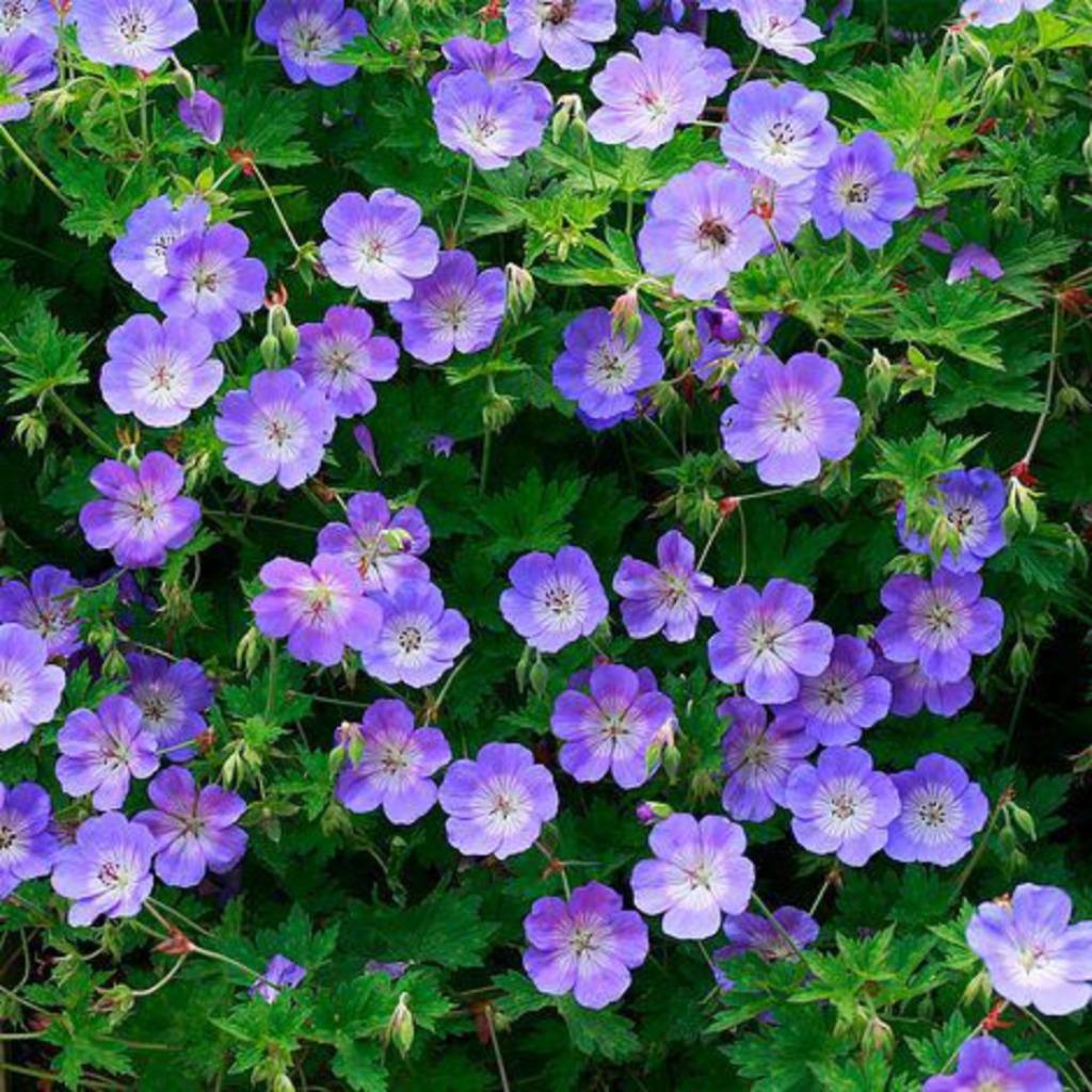 Geranium Rozanne ,langbloeiend NU van € 3,95 voor 2,95 OP=OP, Tuin en Terras, Vaste plant, Halfschaduw, Zomer, Ophalen