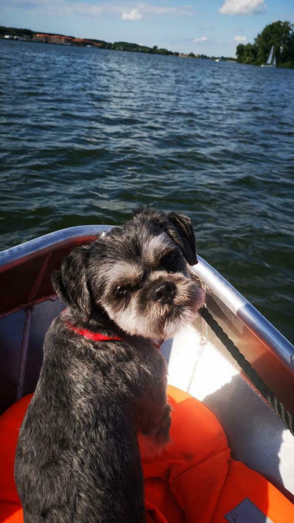 Reutje ter dekking, shih tzu/maltezer, Reu, Parvo, Eén hond, 3 tot 5 jaar