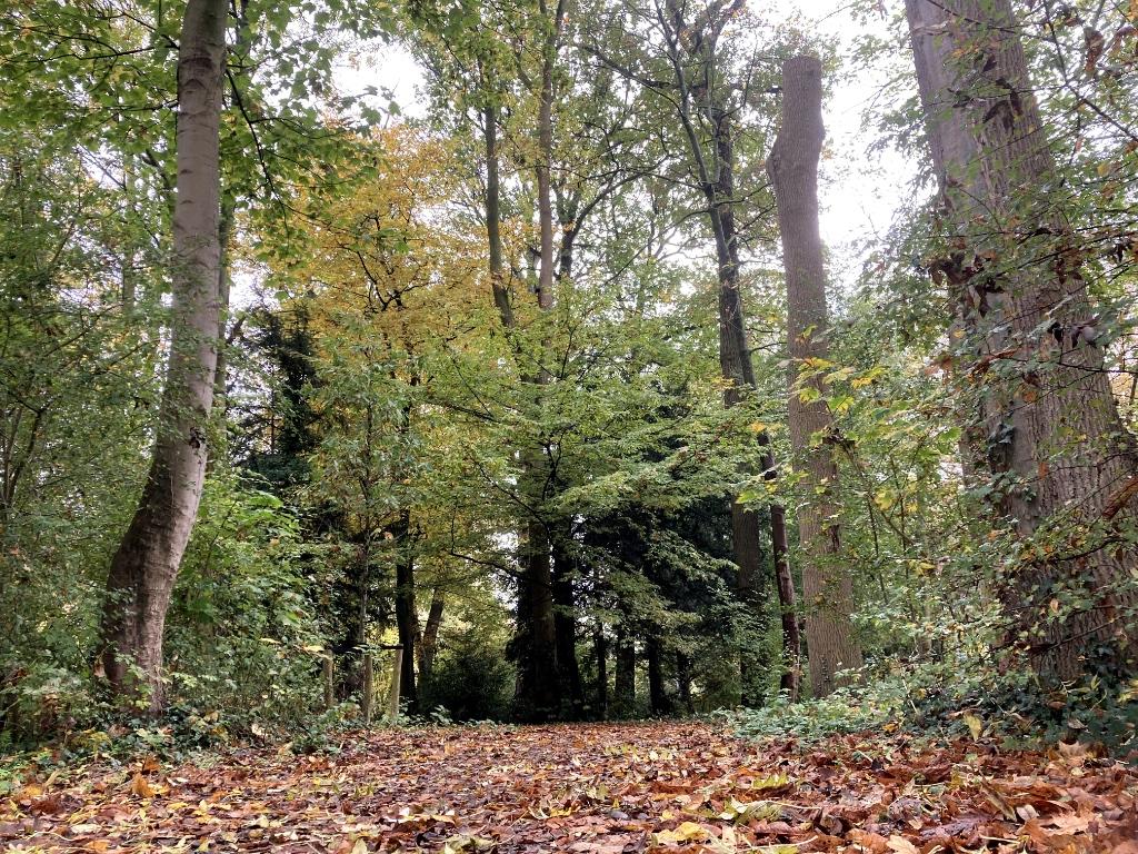 Te koop gevraagd: Een mooie kavel in Nederland, Verkoop zonder makelaar, 200 tot 500 m²