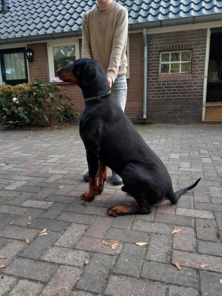 Dobermann dekreu ter dekking, Dieren en Toebehoren, Reu, 1 tot 2 jaar, Parvo, Eén hond