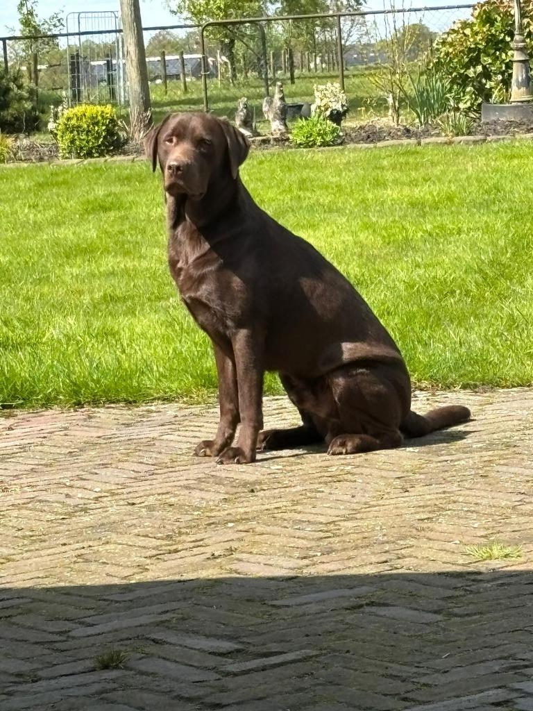 Ter dekking: bruine labrador reu, Reu, 1 tot 2 jaar, Parvo, Eén hond