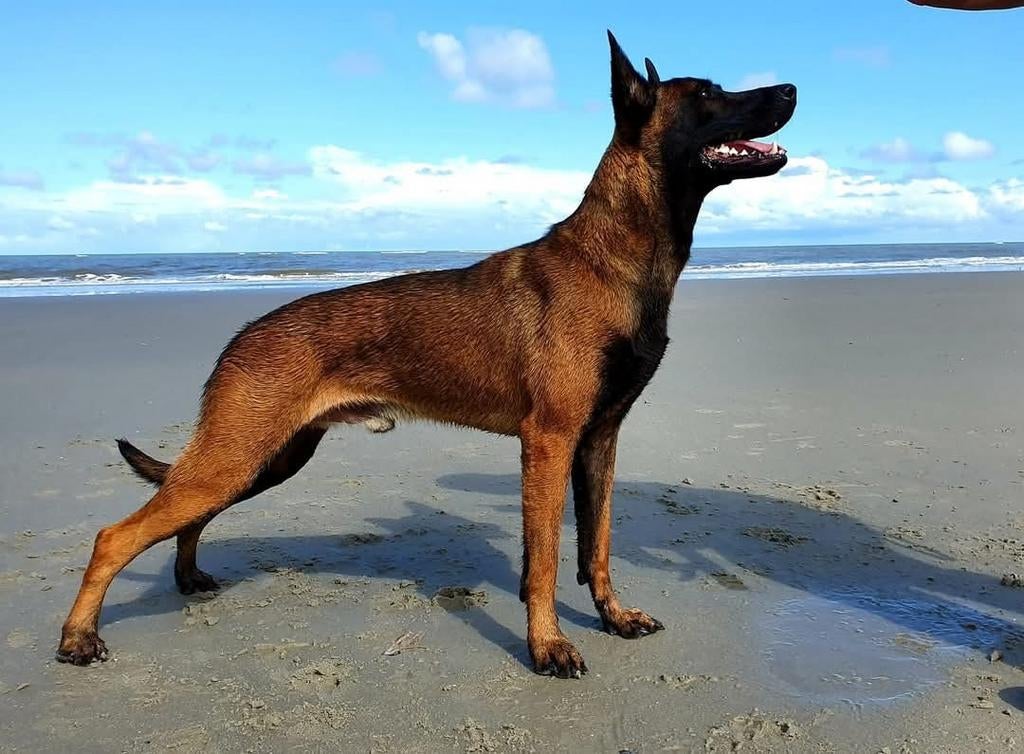 X Mechelse herder dekreu Niet te koop, 6 jaar of ouder, Reu, Eén hond, Nederland