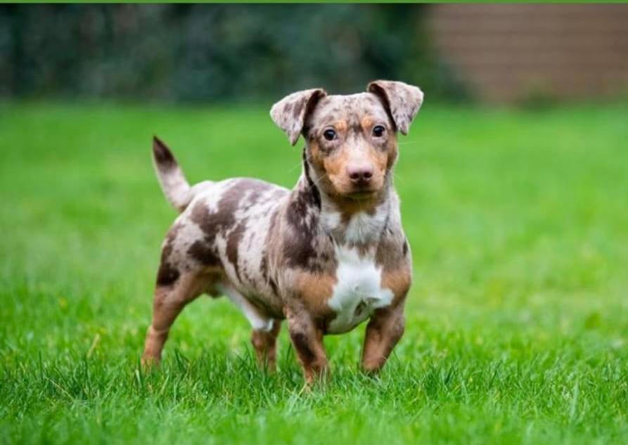 Choco Merle Jack Russel dekreu, Dieren en Toebehoren, Honden | Dekreuen, Reu, Particulier, Eén hond, Nederland, 3 tot 5 jaar, CDV (hondenziekte)