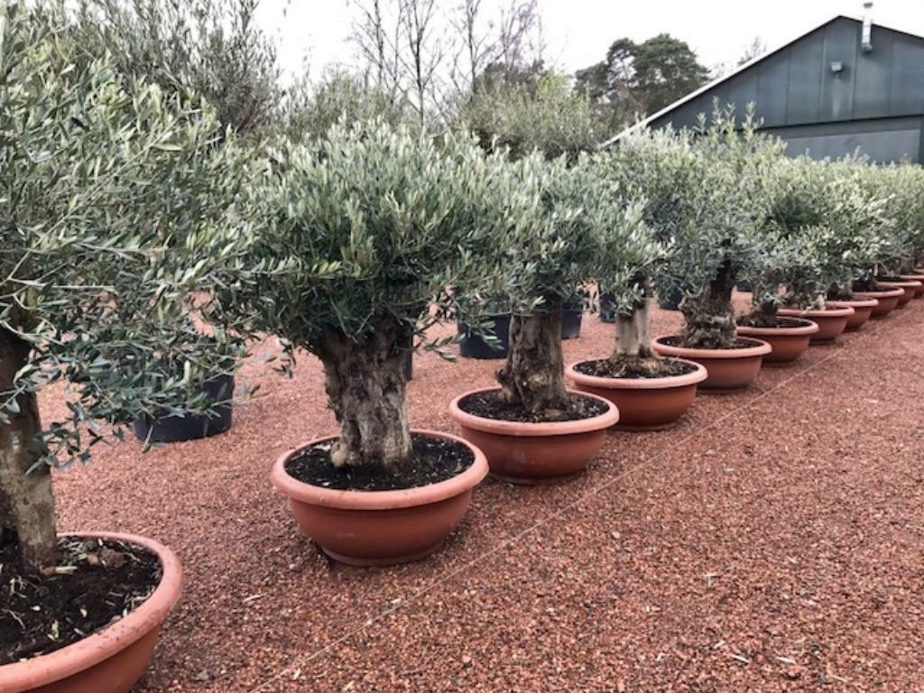 Olijfbomen, Olijfboom , Olea europaea