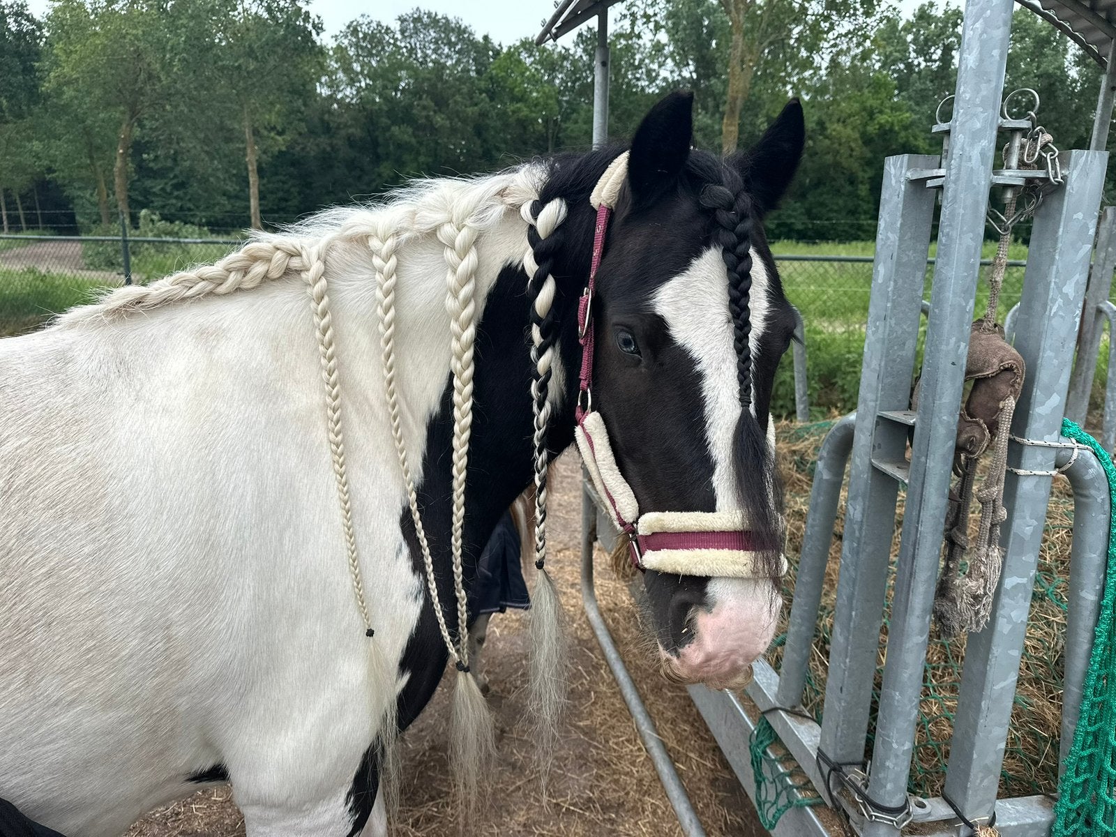 All in stalling in ruil voor bruikleen/ leer / lease paard, Weidegang, 1 paard of pony