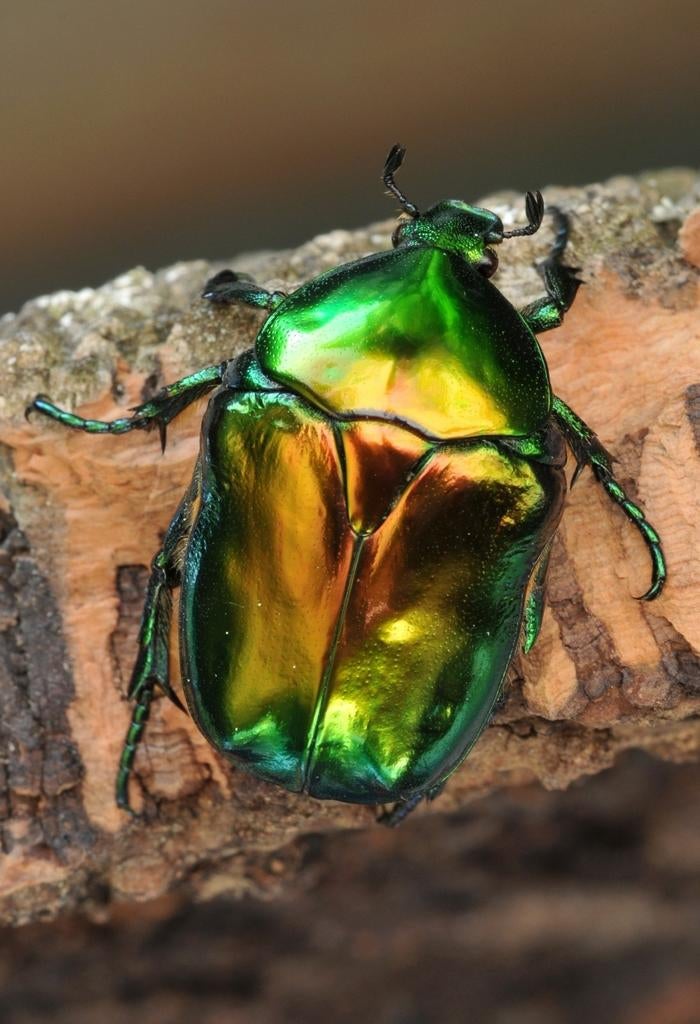 Kevers Protaetia Speciosissima