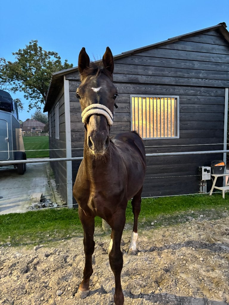 Hengstveulen van Red Viper, Dieren en Toebehoren, Minder dan 160 cm, Met stamboom, Niet van toepassing, Dressuurpaard